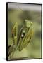 Mantis Religiosa (Praying Mantis) - in Defensive Posture, Threat Display-Paul Starosta-Framed Stretched Canvas