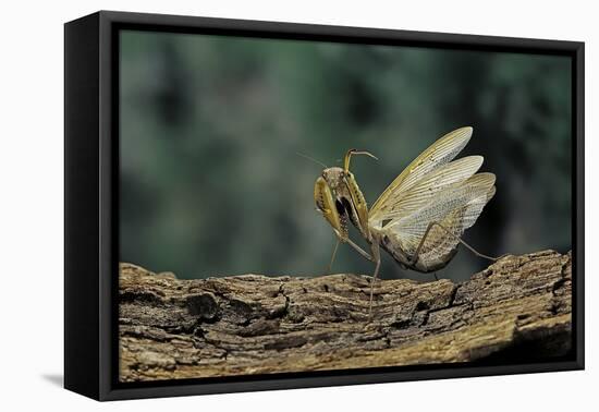 Mantis Religiosa (Praying Mantis) - in Defensive Posture, Threat Display-Paul Starosta-Framed Stretched Canvas