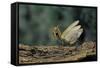 Mantis Religiosa (Praying Mantis) - in Defensive Posture, Threat Display-Paul Starosta-Framed Stretched Canvas