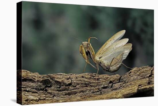 Mantis Religiosa (Praying Mantis) - in Defensive Posture, Threat Display-Paul Starosta-Stretched Canvas