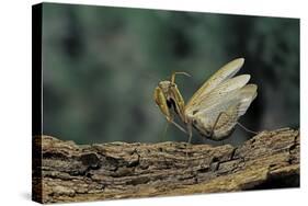 Mantis Religiosa (Praying Mantis) - in Defensive Posture, Threat Display-Paul Starosta-Stretched Canvas