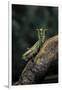 Mantis Religiosa (Praying Mantis) - in Defensive Posture, Threat Display-Paul Starosta-Framed Premium Photographic Print