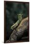 Mantis Religiosa (Praying Mantis) - in Defensive Posture, Threat Display-Paul Starosta-Framed Premium Photographic Print