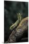 Mantis Religiosa (Praying Mantis) - in Defensive Posture, Threat Display-Paul Starosta-Mounted Premium Photographic Print