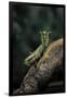 Mantis Religiosa (Praying Mantis) - in Defensive Posture, Threat Display-Paul Starosta-Framed Premium Photographic Print