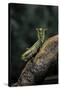 Mantis Religiosa (Praying Mantis) - in Defensive Posture, Threat Display-Paul Starosta-Stretched Canvas