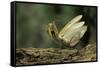 Mantis Religiosa (Praying Mantis) - in Defensive Posture, Threat Display-Paul Starosta-Framed Stretched Canvas