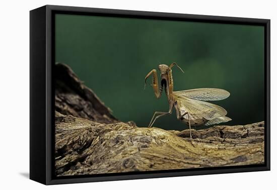 Mantis Religiosa (Praying Mantis) - in Defensive Posture, Threat Display-Paul Starosta-Framed Stretched Canvas