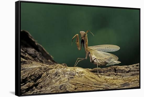 Mantis Religiosa (Praying Mantis) - in Defensive Posture, Threat Display-Paul Starosta-Framed Stretched Canvas