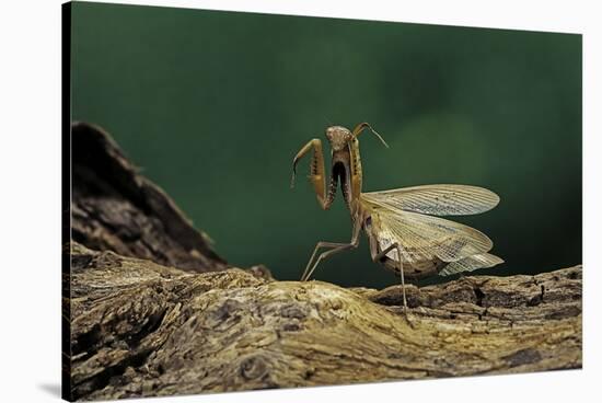 Mantis Religiosa (Praying Mantis) - in Defensive Posture, Threat Display-Paul Starosta-Stretched Canvas