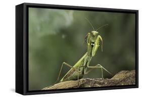 Mantis Religiosa (Praying Mantis) - in Defensive Posture, Threat Display-Paul Starosta-Framed Stretched Canvas