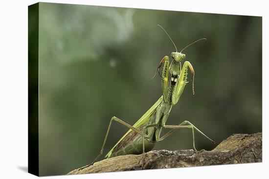 Mantis Religiosa (Praying Mantis) - in Defensive Posture, Threat Display-Paul Starosta-Stretched Canvas