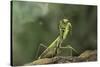 Mantis Religiosa (Praying Mantis) - in Defensive Posture, Threat Display-Paul Starosta-Stretched Canvas