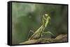 Mantis Religiosa (Praying Mantis) - in Defensive Posture, Threat Display-Paul Starosta-Framed Stretched Canvas