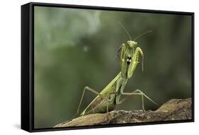 Mantis Religiosa (Praying Mantis) - in Defensive Posture, Threat Display-Paul Starosta-Framed Stretched Canvas