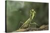 Mantis Religiosa (Praying Mantis) - in Defensive Posture, Threat Display-Paul Starosta-Stretched Canvas