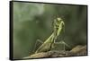 Mantis Religiosa (Praying Mantis) - in Defensive Posture, Threat Display-Paul Starosta-Framed Stretched Canvas