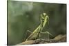 Mantis Religiosa (Praying Mantis) - in Defensive Posture, Threat Display-Paul Starosta-Stretched Canvas