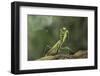 Mantis Religiosa (Praying Mantis) - in Defensive Posture, Threat Display-Paul Starosta-Framed Premium Photographic Print