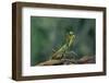 Mantis Religiosa (Praying Mantis) - in Defensive Posture, Threat Display-Paul Starosta-Framed Photographic Print