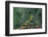 Mantis Religiosa (Praying Mantis) - in Defensive Posture, Threat Display-Paul Starosta-Framed Photographic Print