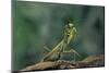 Mantis Religiosa (Praying Mantis) - in Defensive Posture, Threat Display-Paul Starosta-Mounted Photographic Print