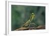 Mantis Religiosa (Praying Mantis) - in Defensive Posture, Threat Display-Paul Starosta-Framed Photographic Print