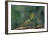 Mantis Religiosa (Praying Mantis) - in Defensive Posture, Threat Display-Paul Starosta-Framed Photographic Print