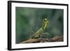 Mantis Religiosa (Praying Mantis) - in Defensive Posture, Threat Display-Paul Starosta-Framed Photographic Print