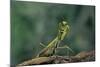 Mantis Religiosa (Praying Mantis) - in Defensive Posture, Threat Display-Paul Starosta-Mounted Photographic Print