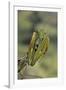 Mantis Religiosa (Praying Mantis) - in Defensive Posture, Threat Display-Paul Starosta-Framed Photographic Print