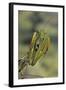 Mantis Religiosa (Praying Mantis) - in Defensive Posture, Threat Display-Paul Starosta-Framed Photographic Print