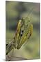 Mantis Religiosa (Praying Mantis) - in Defensive Posture, Threat Display-Paul Starosta-Mounted Photographic Print