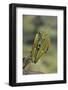 Mantis Religiosa (Praying Mantis) - in Defensive Posture, Threat Display-Paul Starosta-Framed Photographic Print