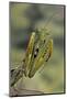 Mantis Religiosa (Praying Mantis) - in Defensive Posture, Threat Display-Paul Starosta-Mounted Photographic Print