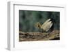 Mantis Religiosa (Praying Mantis) - in Defensive Posture, Threat Display-Paul Starosta-Framed Photographic Print