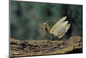 Mantis Religiosa (Praying Mantis) - in Defensive Posture, Threat Display-Paul Starosta-Mounted Photographic Print