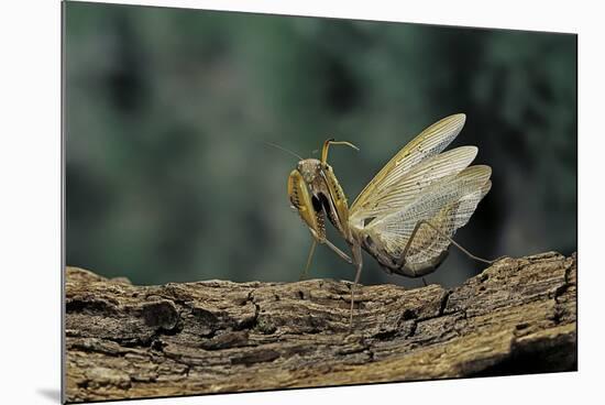 Mantis Religiosa (Praying Mantis) - in Defensive Posture, Threat Display-Paul Starosta-Mounted Photographic Print