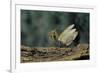 Mantis Religiosa (Praying Mantis) - in Defensive Posture, Threat Display-Paul Starosta-Framed Photographic Print