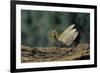 Mantis Religiosa (Praying Mantis) - in Defensive Posture, Threat Display-Paul Starosta-Framed Photographic Print