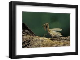 Mantis Religiosa (Praying Mantis) - in Defensive Posture, Threat Display-Paul Starosta-Framed Photographic Print