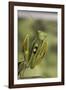 Mantis Religiosa (Praying Mantis) - in Defensive Posture, Threat Display-Paul Starosta-Framed Photographic Print