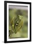 Mantis Religiosa (Praying Mantis) - in Defensive Posture, Threat Display-Paul Starosta-Framed Photographic Print