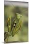 Mantis Religiosa (Praying Mantis) - in Defensive Posture, Threat Display-Paul Starosta-Mounted Photographic Print