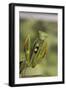 Mantis Religiosa (Praying Mantis) - in Defensive Posture, Threat Display-Paul Starosta-Framed Photographic Print