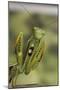 Mantis Religiosa (Praying Mantis) - in Defensive Posture, Threat Display-Paul Starosta-Mounted Photographic Print