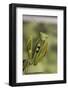 Mantis Religiosa (Praying Mantis) - in Defensive Posture, Threat Display-Paul Starosta-Framed Photographic Print