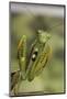 Mantis Religiosa (Praying Mantis) - in Defensive Posture, Threat Display-Paul Starosta-Mounted Photographic Print