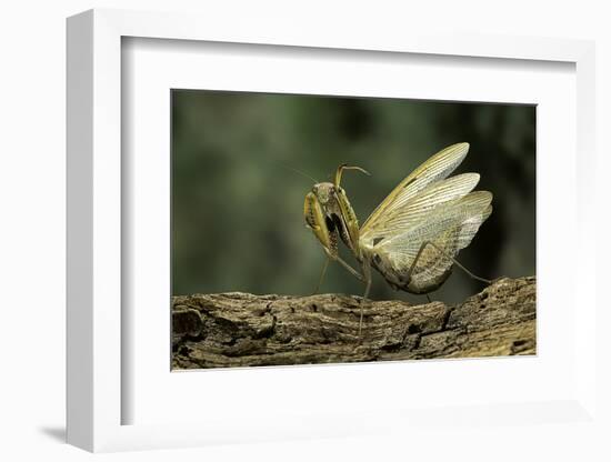 Mantis Religiosa (Praying Mantis) - in Defensive Posture, Threat Display-Paul Starosta-Framed Photographic Print