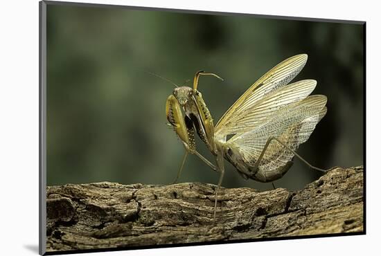 Mantis Religiosa (Praying Mantis) - in Defensive Posture, Threat Display-Paul Starosta-Mounted Photographic Print